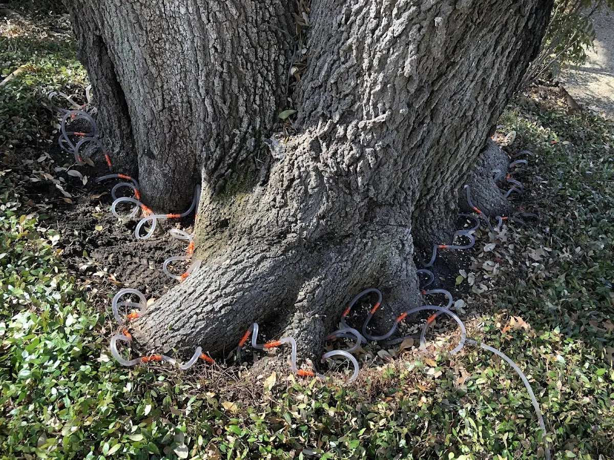 Detailed Shrub and Hedge Trimming job site in Pflugerville