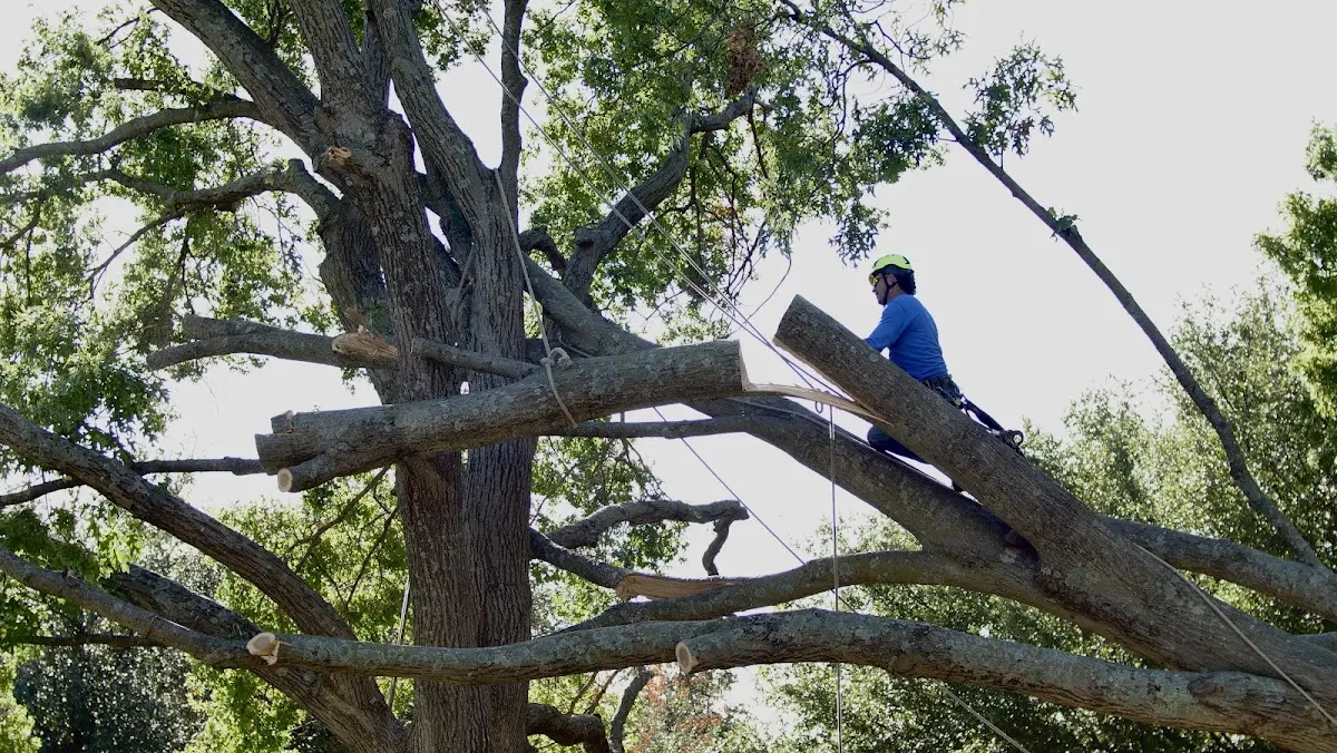 Professional Crown Thinning performed by certified arborists in Pflugerville