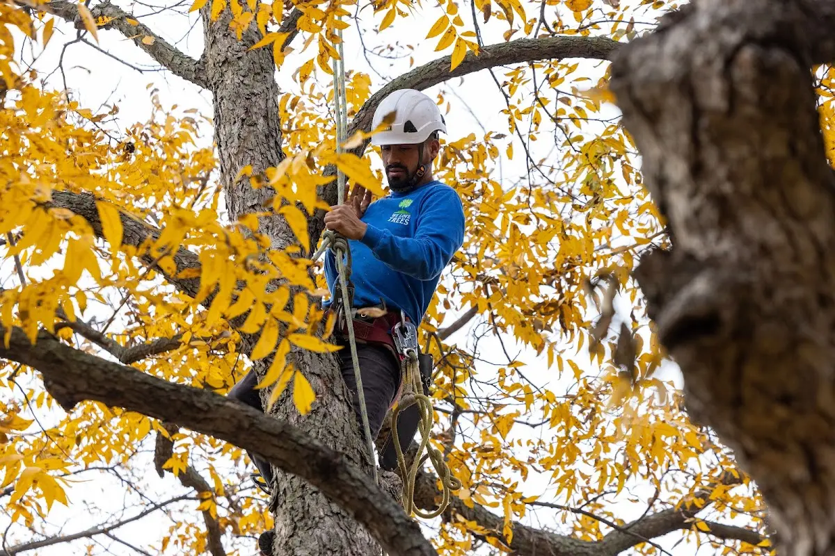 Skilled Tree Planting crew working in Pflugerville