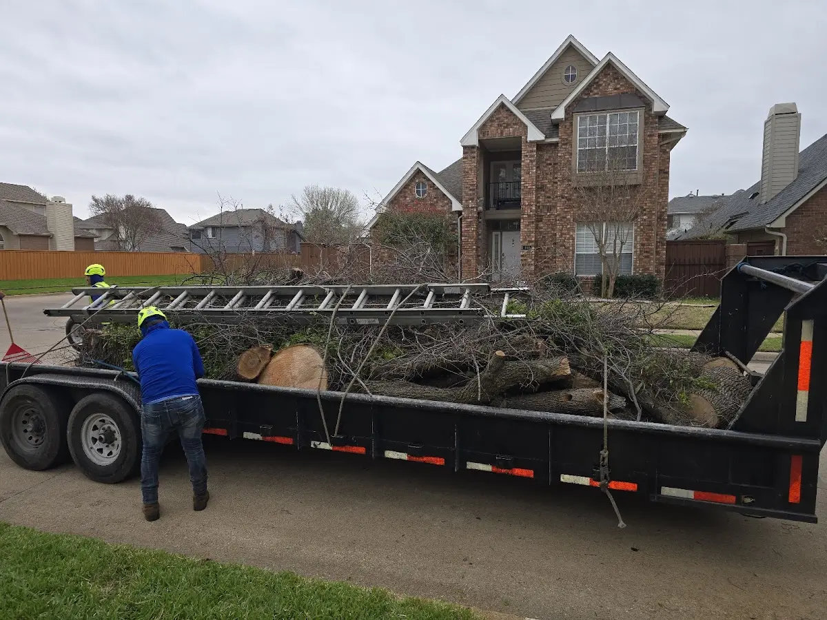 Expert Deadwooding with proper safety equipment in Pflugerville